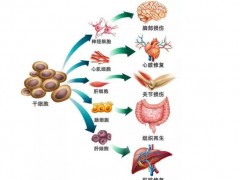 《人心肌細(xì)胞》等6項干細(xì)胞團(tuán)體標(biāo)準(zhǔn)公布 將促進(jìn)國際標(biāo)準(zhǔn)出爐