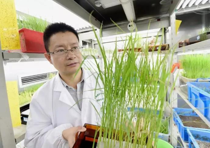 南農(nóng)國家作物種質(zhì)資源南京觀測實驗站
